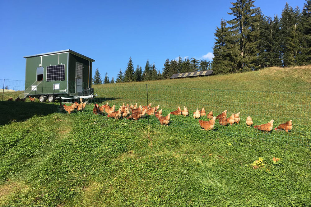 Edelweiß-Alm Regionales - Hühner