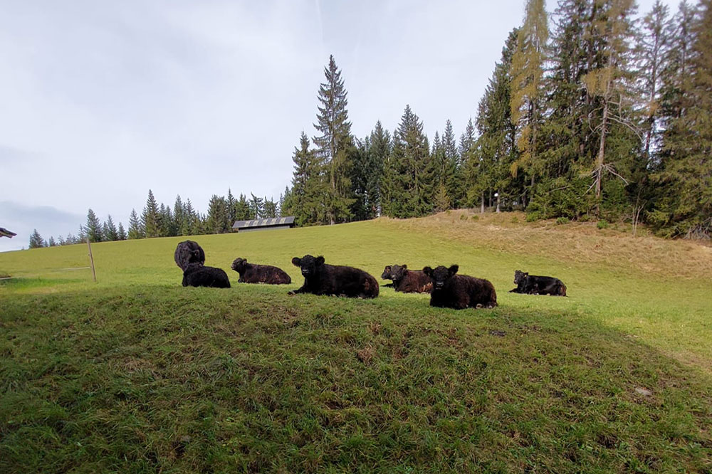 Edelweiß-Alm Regionales - Angus Rind